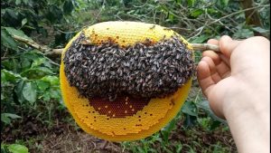 Xuất khẩu mật ong