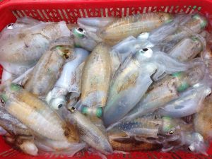 xuất khẩu cá mực