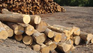 xuất khẩu gỗ Teak