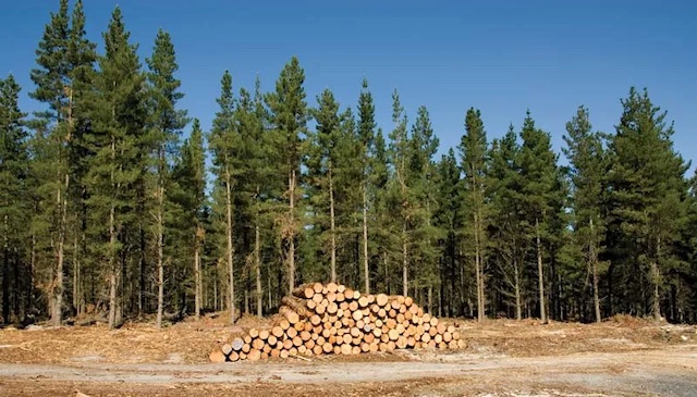xuất khẩu gỗ thông