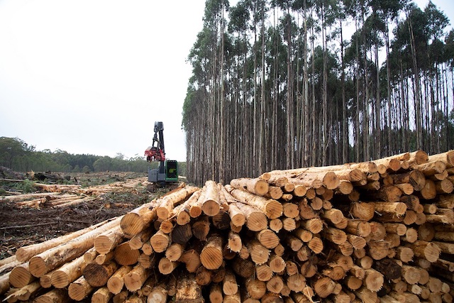 xuất khẩu gỗ thông